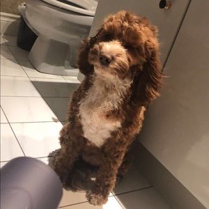 Meet your Posher, Carlo